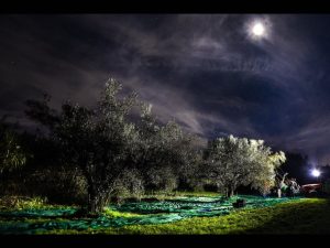 Tuscia, la storia del recupero di oliveti abbandonati dà vita a un Olio “…di Notte”