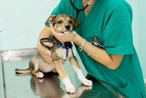 La gestione dell'ambulatorio veterinario è divenuta insostenibile