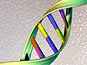 Dna dell’altezza, 83 varianti genetiche