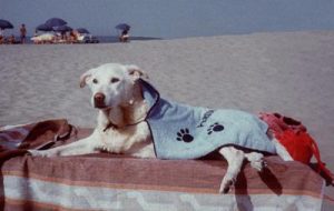 Cani in spiaggia? Fanno bene ai bimbi