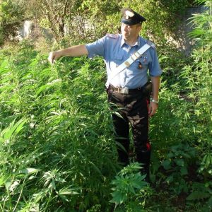 Vigilanza armata alla piantagione di marijuana: i Carabinieri arrestano due allevatori sardi