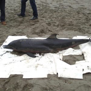 Recuperato delfino sulla spiaggia di Montalto