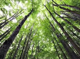 È polemica per gli alberi tagliati a Marina di Cerveteri