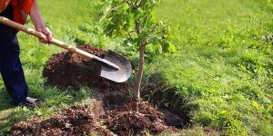 “A Civitavecchia la possibilità di piantumare nuovi alberi”, Petrelli scrive a Tedesco