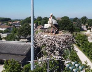 Dalla cicogna al nibbio reale, parte l’operazione “Nido sicuro”