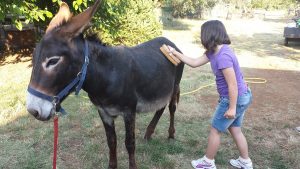 Alla Fattoria degli animali torna la ‘Fattoria per tutti’