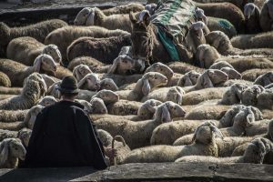 Le millenarie vie della transumanza fanno rete