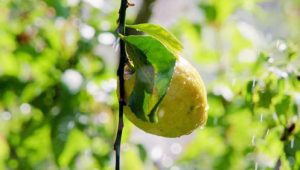 Agroalimentare, per gli italiani eccellenze a rischio