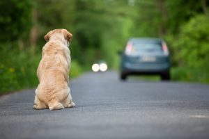 Abbandonati 127 animali al giorno: grazie alla Lega inasprimento delle pene per il contrasto di questa piaga