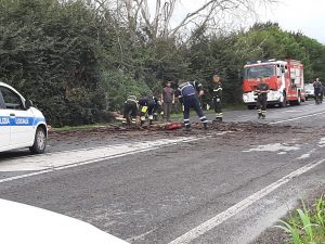 Sutri – Albero a rischio caduta, chiusa strada Beccacceto in direzione Ronciglione