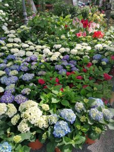 Mostra mercato Festa delle Ortensie, torna la tre giorni di fiori e colori a Bolsena