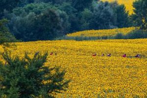 Torna a fine giugno la Nova Eroica di Buonconvento