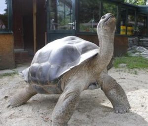 In Florida la schiusa delle tartarughe giganti