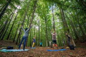 Curarsi con gli alberi, il forest bathing in Trentino