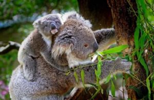 Australia, biodiversità in pericolo