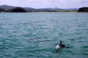 Le isole Fær Øer limitano la caccia ai delfini