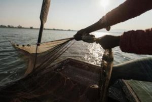 Giornata degli squali, nel Mediterraneo a rischio una specie su due