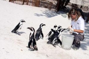 Al bioparco di Torino ghiaccioli per gli animali