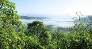 Deforestazione record in Amazzonia