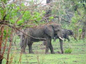 Troppi elefanti nel Parco, il Malawi li sposta