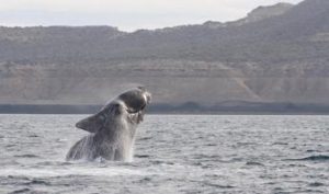 USA, sì a maggiori tutele per la Balena franca