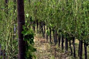 Maltempo, grandine nel Mugello: “Danni a vigneti e frutteti”