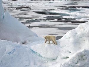 Clima, a rischio l’orso polare