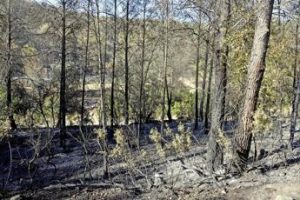 Gli incendi in Spagna producono emissioni record di carbonio