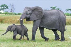 Gabon, crisi politica causata dagli elefanti