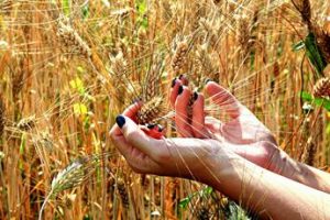 Ismea stima un calo del raccolto nazionale di grano duro del 16%