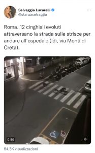 Roma – Presenza dei cinghiali in città nei tweet di Selvaggia Lucarelli