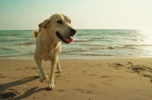 Cani in spiaggia, cosa c’è da sapere