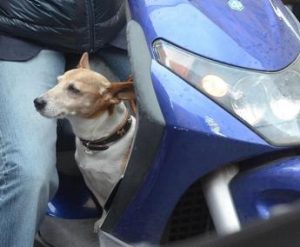 Monza, è ai domiciliari ma lo trovano in scooter senza casco e con il cane