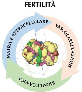 Fecondazione, ovaio in 4D per studiare l’infertilità