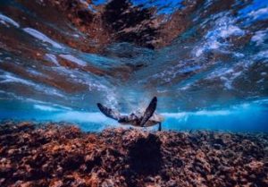 Per il caldo nascono più tartarughe femmine