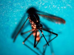 West Nile, più maschi e over 70: l’identikit dei casi gravi