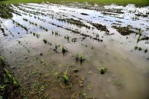 Maltempo Italia, campagne sott’acqua: è allarme