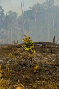 Amazzonia, deforestazione fuori controllo