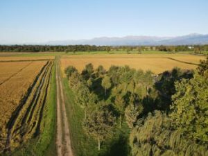 Agricoltura: bio e con meno consumo di acqua, la ‘ricetta’ del Biodistretto del riso piemontese