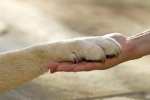 Animali selvatici, esotici e domestici, cosa cambia con le nuove leggi