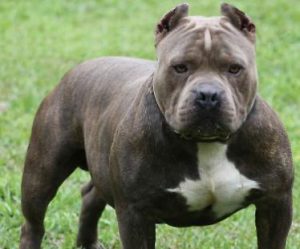 Ladispoli, pitbull senza controllo semina il panico in centro