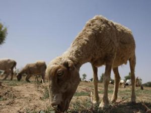 Russia, pesce e pecore alle famiglie di chi va in guerra