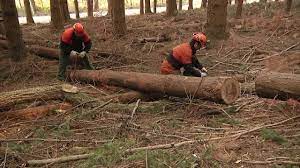 Sicurezza nei cantieri forestali, corso di formazione presso l’Università Agraria di Tarquinia