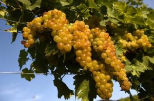 Vino, Consorzio Asti Docg: una vendemmia inaspettata