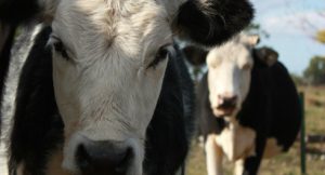 Villa Santa Lucia (FR) – Investe mucca con auto sulla Casilina, ferito