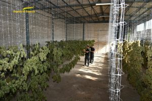 Viterbo – Maxi sequestro di piante di Canapa, hashish e marijuana, un arresto