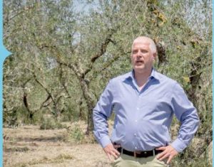 Viterbo – Olive “sprecate” nei parchi cittadini. L’amministrazione Frontini non le fa cogliere