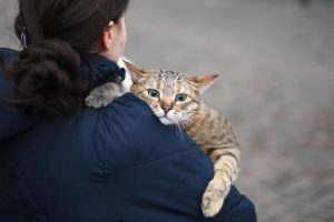 Civitavecchia, quindici gatti abbandonati in casa rischiano di morire di fame: salvati da Vigili del fuoco e volontari