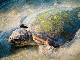 Cerveteri, imprenditore salva tartaruga marina