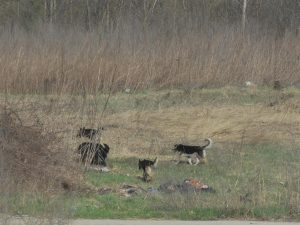 Ladispoli, azzannato da un cane mentre fa attività fisica a Monteroni